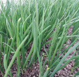 Ceapa verde pachet 10 leg.