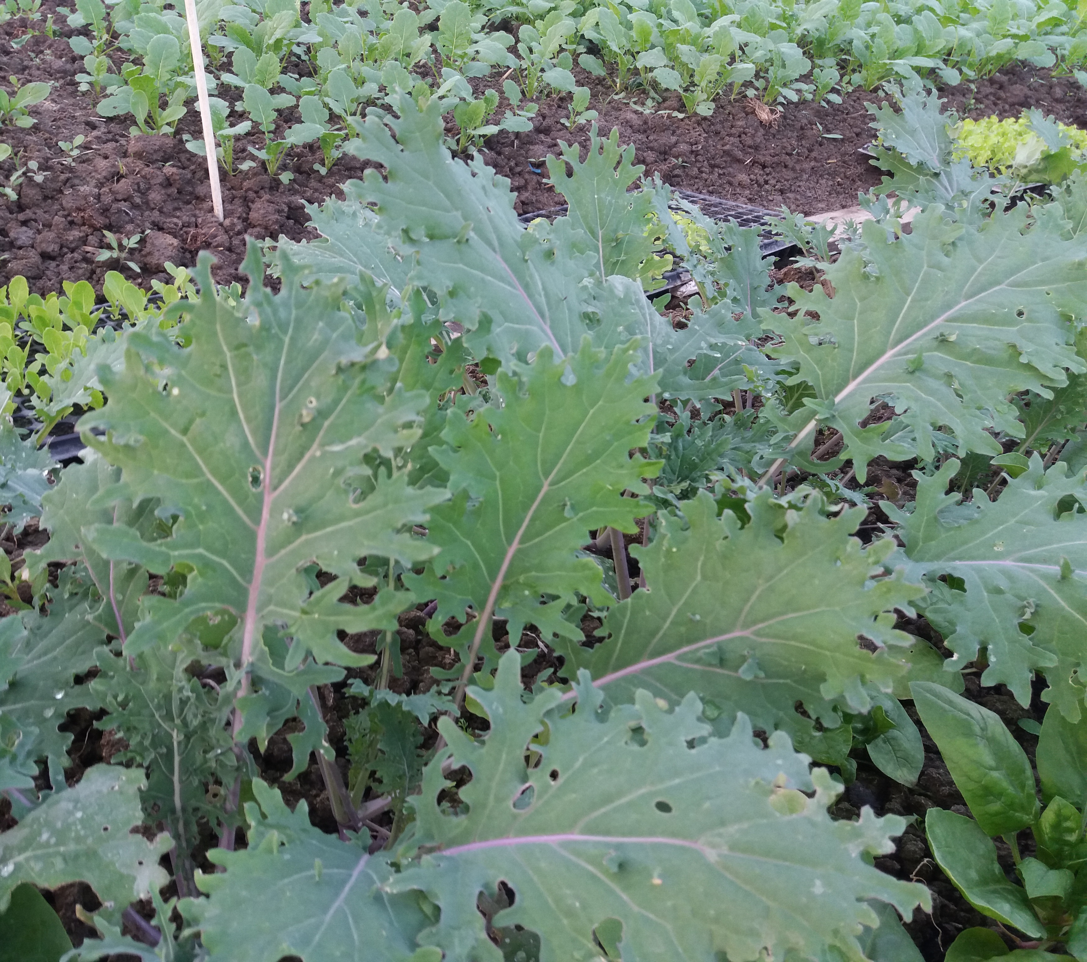 Kale Red Russian 