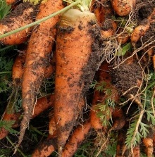 Morcovi per kg.