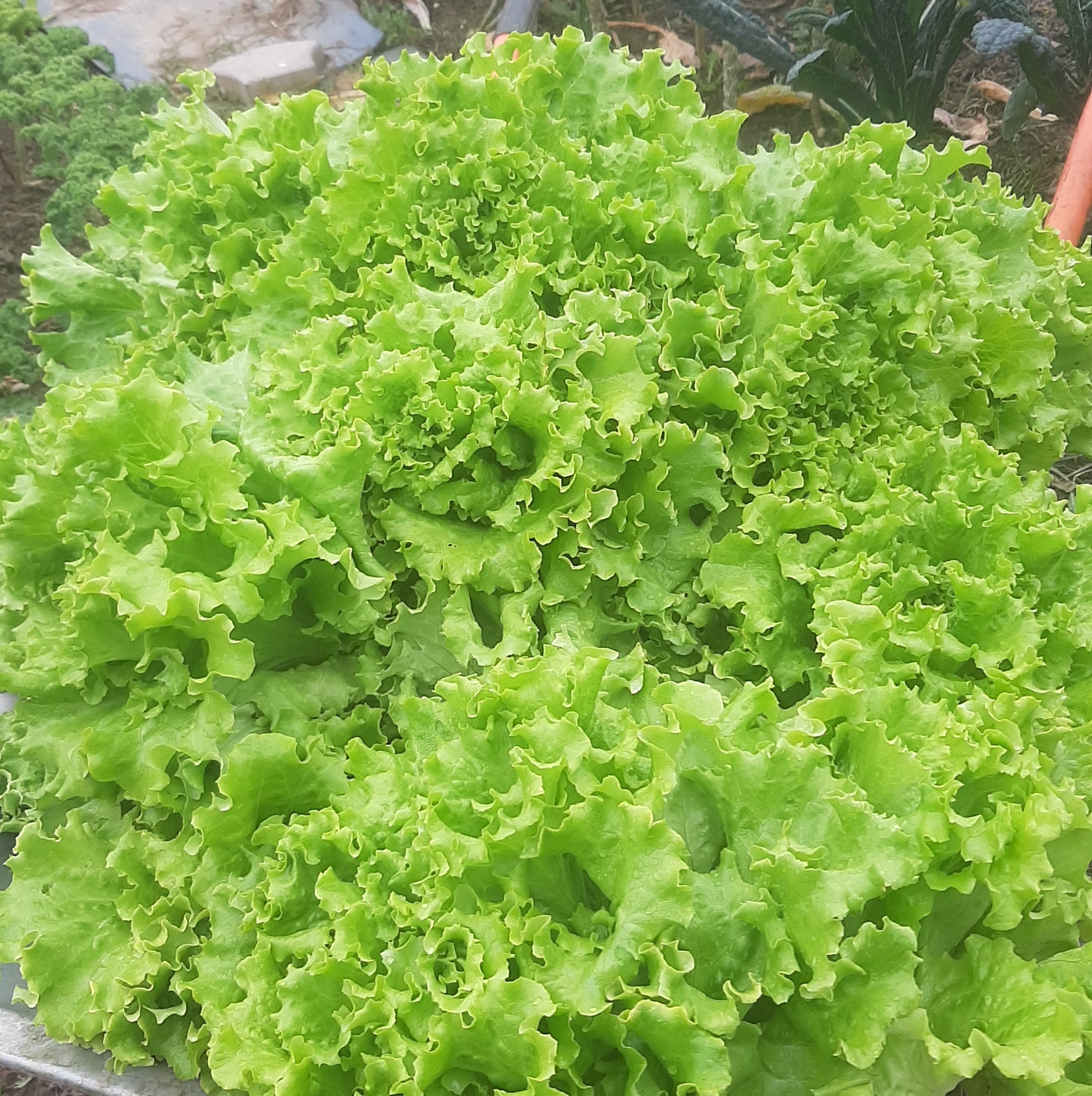 Salata creata 