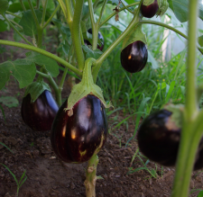 Vinete per kg.