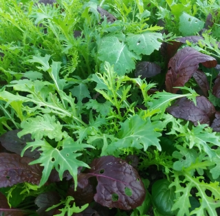 Mix asiatic: komatsuna, mizuna, mizuna rosie, wasabina, mustar rosu, salata200g.