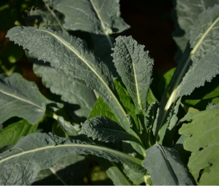 Kale Nero di Toscana baby per leg.