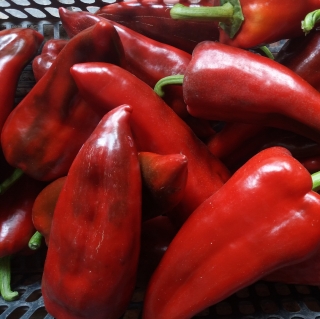 Ardei capia per kg.